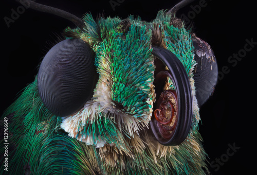 Portrait of green skipper butterfly from Dominicana through a microscope. Astraptes habana.