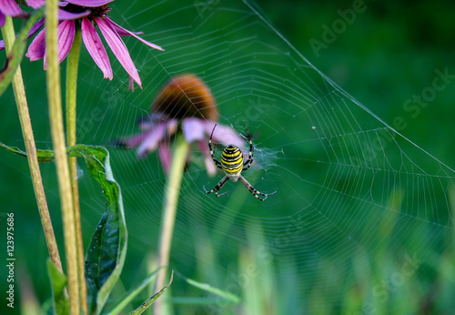 Closeup of a Banded Garden Spider on its web with flowers on foreground.