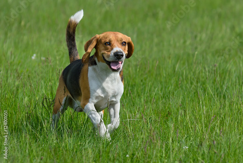Happy beagle