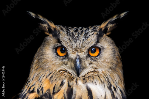 Portrait of eagle owl on black background