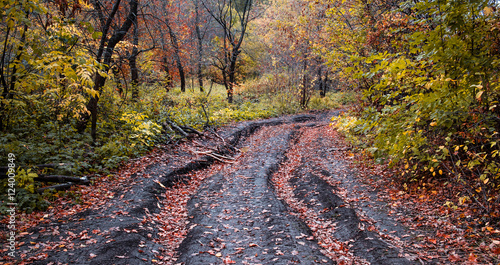 Autumn road in the forest with red leaves in a deep rut