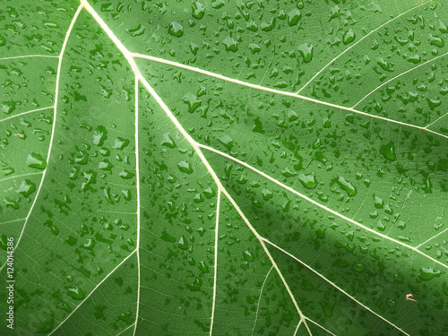 water drop on teak leaf