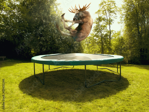 Moose on trampoline