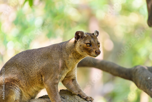 Fossa (Cryptoprocta Ferox) Cat In Madagascar