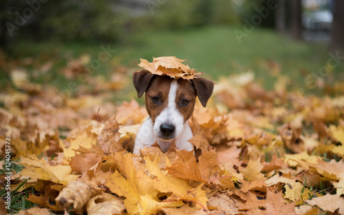 Cute jack russell terrier sitting in maple leaves