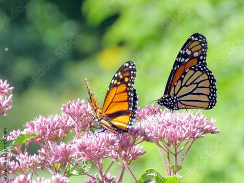 Toronto Lake Monarch butterflies 2016