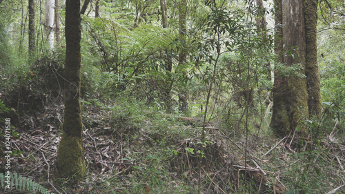 Gemäßigter Regenwald an der Great Ocean Road in Victoria, Australien
