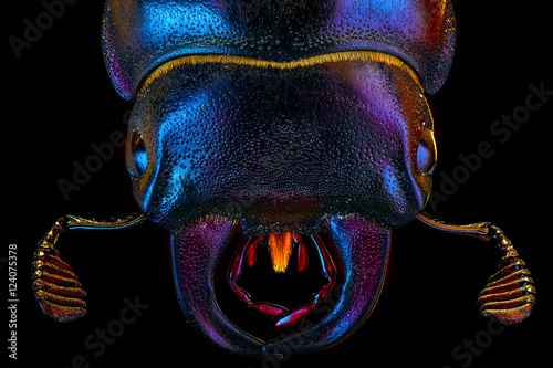 Extra-sharp portrait of the female european rhinoceros bug on the black background