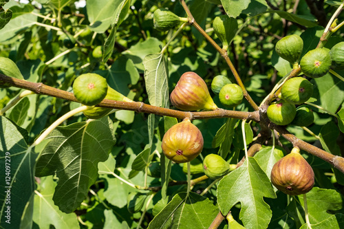 Reife Feigen an einem Feigenbaum