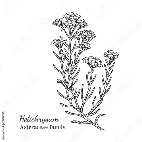 Ink helichrysum herbal illustration. Hand drawn botanical sketch style. Absolutely vector. Good for using in packaging - tea, condinent, oil etc - and other applications