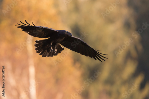 Ptaki - kruk w locie (Common Raven - Corvus corax)
