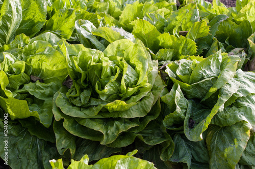 close-up of a sugarloaf salad