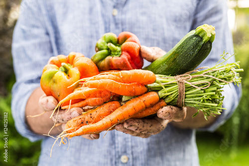 Fresh wet vegetables in gardener's hands - spring