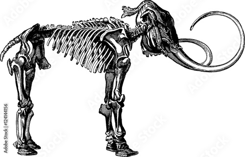 Vintage image mammoth skeleton