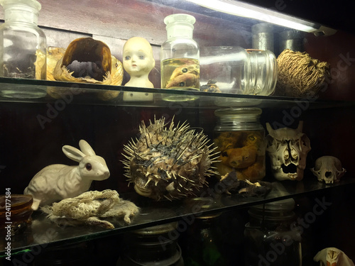 Bizarre oddities and scientific specimens on shelf