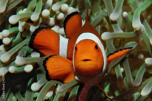 Nemo and anemone