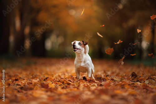 autumn mood. Jack Russell Terrier dog with leaves. gold and red color