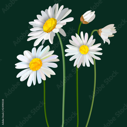 Chamomile flower mint leaves composition isolated on green background as package design element. Vector