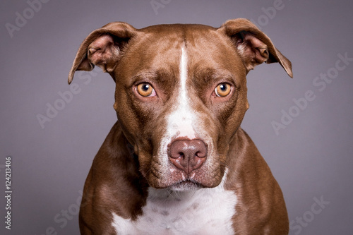 pitt bull dog portrait in grey background