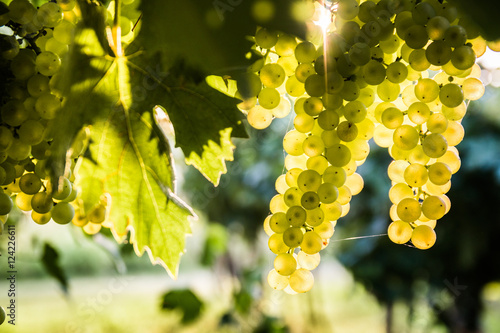 Bunches of ripe grapes before harvest. 