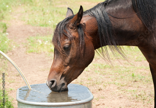 Dark Bay Arabian horse drinking from water trough on a hot summer day