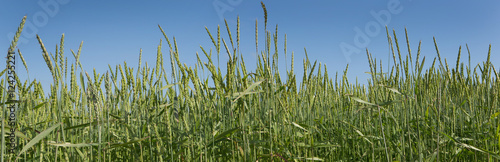 Field of spelt. Spelt wheat. Panorama. Ears of spelt. Netherlands.