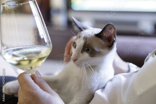 Woman with glass of white wine and cat on sofa in the room