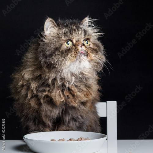 Gray Persian cat at the table while eating