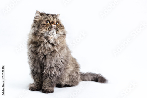 Gray Persian cat on white