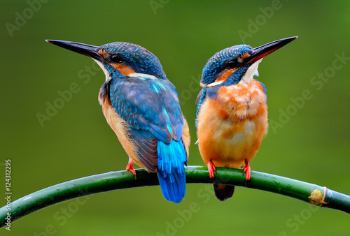 Sweet pair of Common Kingfisher (Alcedo atthis) beautiful small