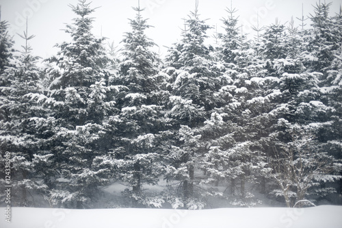 Trees in a winter wonderland