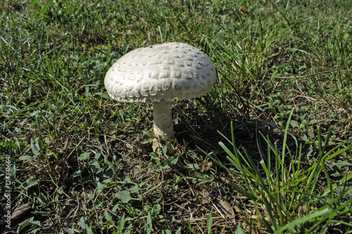 White mushroom in grass