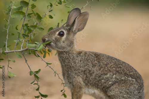 Eastern Cottontail Rabbit at Texas Ranch