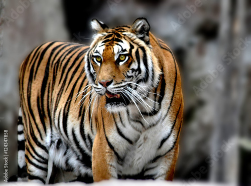 tigre