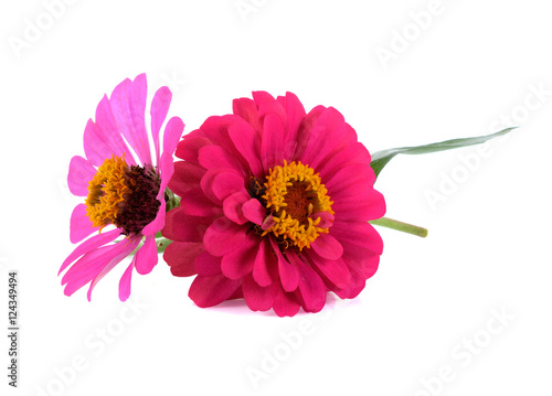 colorful zinnia flowers isolated on white background