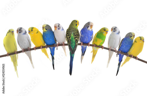 budgerigars australian parakeets
