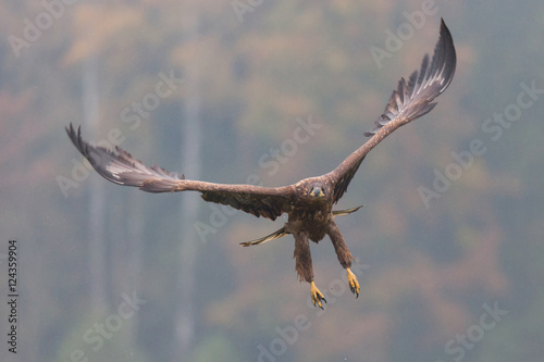  Ptaki drapieżne - młody bielik (Haliaeetus albicilla)