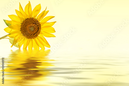 sunflower yellow flower water reflection