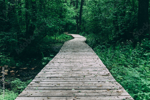 Wooden pathway among deciduous forest