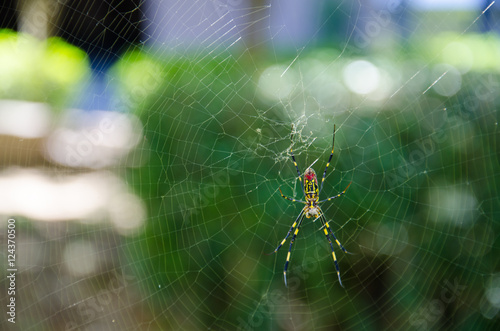 Wild Giant Golden Orb Spider Sitting on the Web in Hiroshima Japan