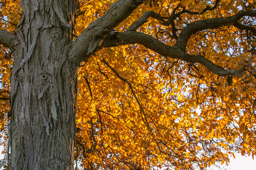 Trunk of a shagbark hickory tree with yellow leaves in the background