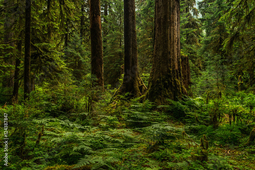 Hoh Rainforest