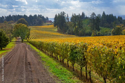 Oregon Vineyard in Willamette Valley. A picturesque view of a vineyard in Oregon show's that it's almost time to start harvesting the wine grapes in the fall season.