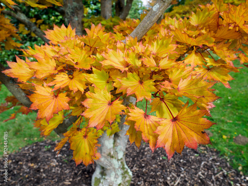 Acer Shirasawanum cv Aureum in Autumn Colours