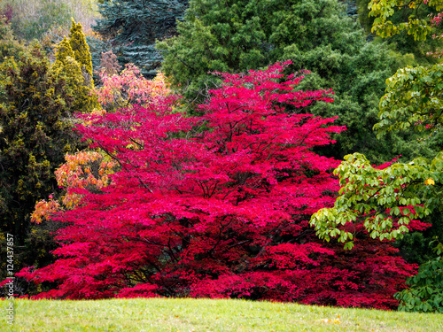 Japanese Maple (Acer palmatum) in Autumn Colours