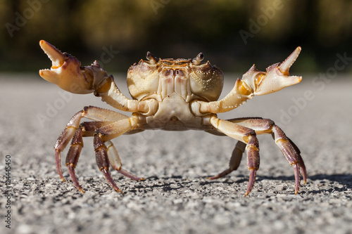 Crab on the street