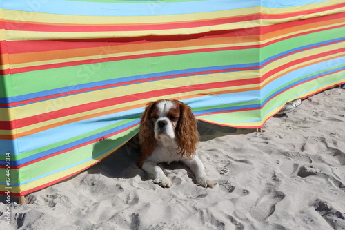 cavalier king charles spaniel pies na plaży