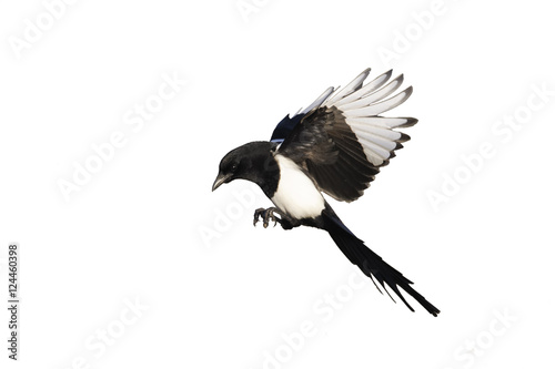 Magpie, Pica pica