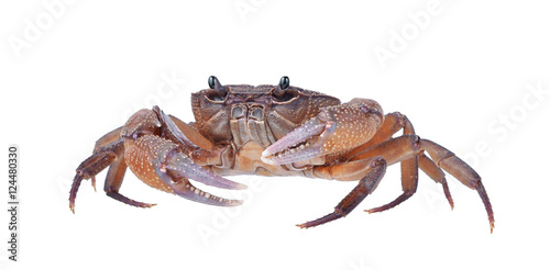 crab isolated on black background