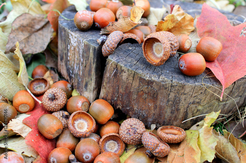fallen acorns with dry leaves in the Park